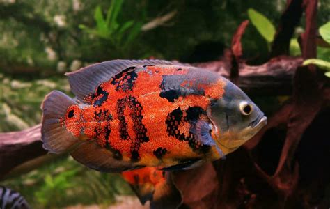 Oscar Fish Species Profile & Facts - Fish Laboratory