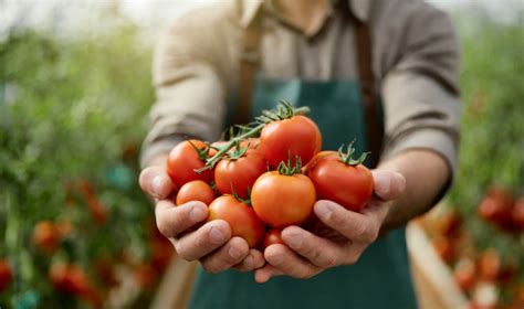 What are the many benefits of eating tomatoes?