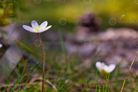 White Wax flower in natural background 20290412 Stock Photo at Vecteezy