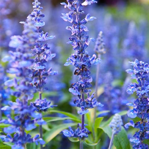 Hyssop Seeds | Herb Seeds in Packets & Bulk | Eden Brothers