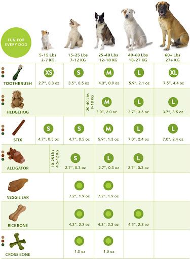 Chihuahua Teeth Chart - Pets Lovers