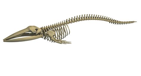 Fin Whale Skeleton - 3D Models – 3D Horse