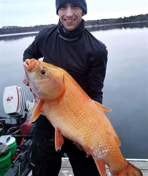 Minnesota angler’s mysterious ‘giant goldfish’ helps shed light on species | Boreal Community Media