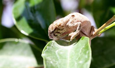 Panther Chameleon Breeding - Raising Hatchlings | Much Ado About Chameleons