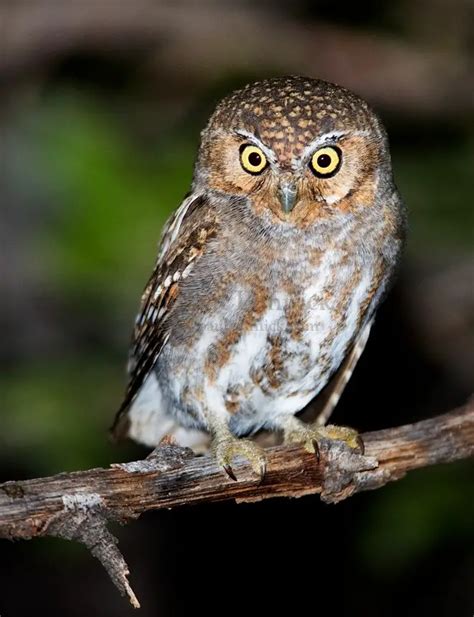 Elf Owl Facts – What Do Elf Owls Eat – Where Do Owls Live