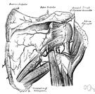 Circumflex scapular - definition of Circumflex scapular by The Free ...