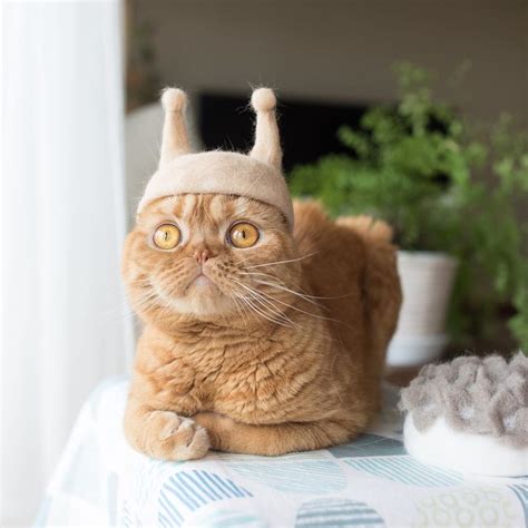 Three Cats in Japan Have a Closet Full of Custom-Made Hats Felted From ...