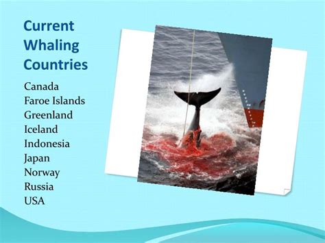 PPT - Whaling PowerPoint Presentation - ID:2325051