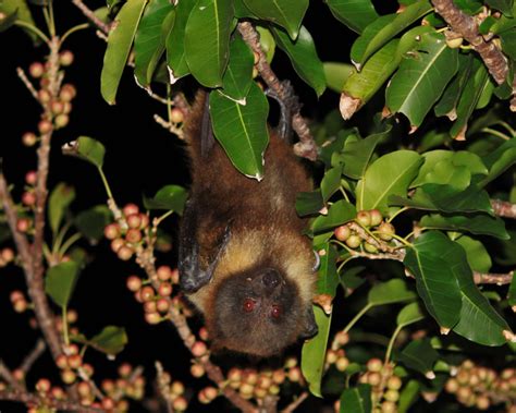 Ryukyu Flying Fox - Facts, Diet, Habitat & Pictures on Animalia.bio | Fox facts, Animals, Fox