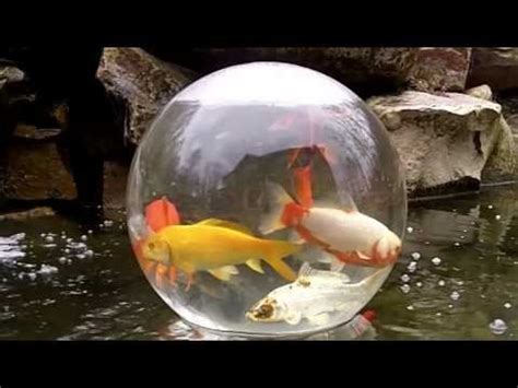 Pond Fish Feeding Guide - FuturePets.com