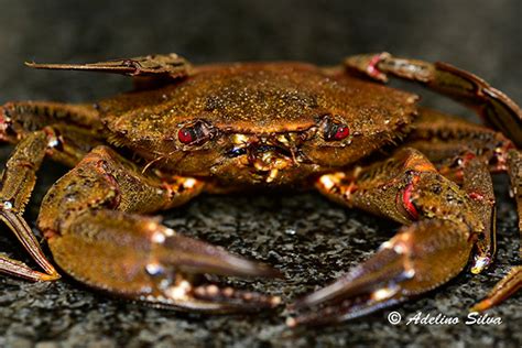 Velvet swimming crab – Charmouth Heritage Coast Centre