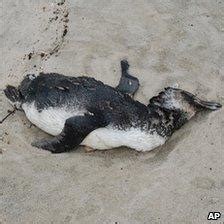 Hundreds of dead penguins washed up in Brazil - BBC News