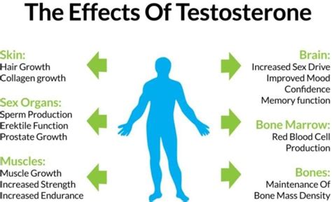 How Testosterone Works - The Frisky