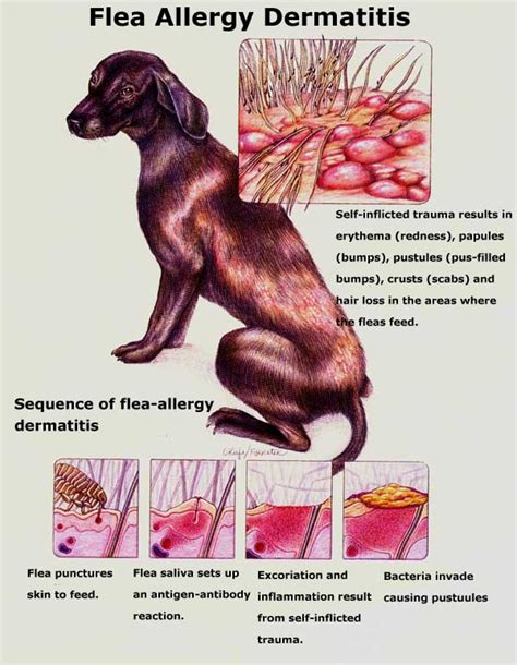 Flea Allergy Dermatitis - Whitehorse Veterinary Hospital