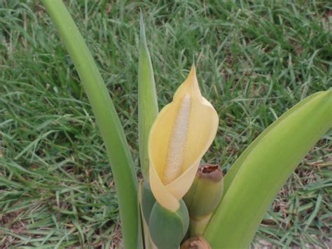 Xanthosoma sagittifolium flower | Giant Elephant Ear flower | Flickr