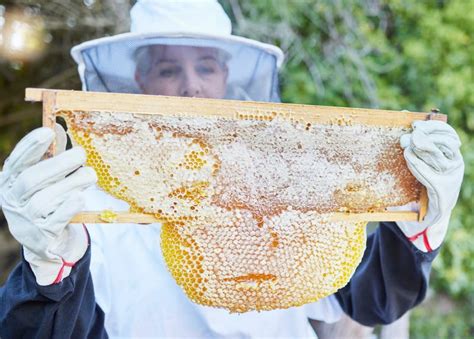 Honey, Woman and Beekeeper Working in the Countryside for Agriculture ...