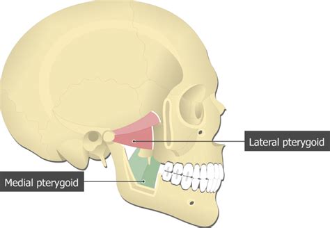 Medial Pterygoid Muscle - Attachments, Actions & Innervation | GetBodySmart