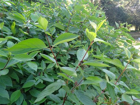 Cornus sanguinea: Red-stemmed dogwood: Cornaceae | Plant leaves, Plants ...