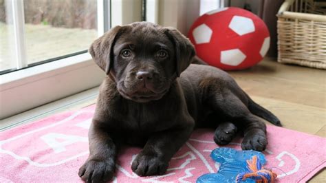 First puppy training 10 weeks old chocolate lab - YouTube