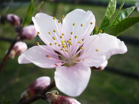 Peach Flower - Flowers Photo (28139615) - Fanpop