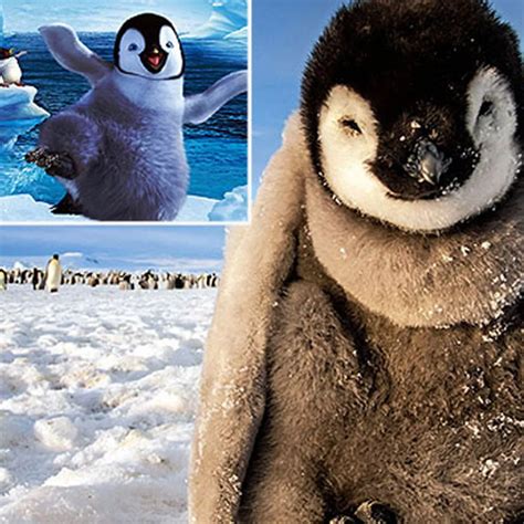 Baby Emperor Penguin Happy Feet