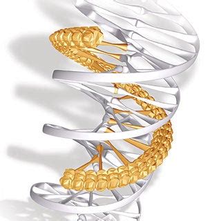 Triple Helix: Designing a New Molecule of Life - Scientific American