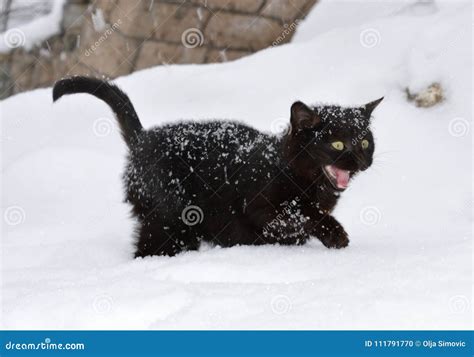 A Little Black Cat in the Snow Stock Photo - Image of winter, little: 111791770