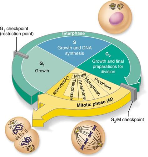 3.10 The cell cycle consists of interphase and a mitotic phase