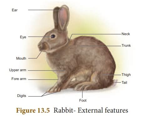 Rabbit (Oryctolagus cuniculus)