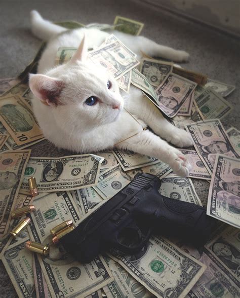 Rich Gangster Cats Flexing Their Wealth