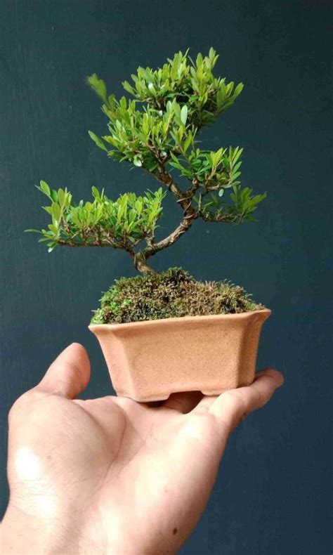 Bonsai Phyllanthus Myrtifolius (10003), Furniture & Home Living, Gardening, Plants & Seeds on ...