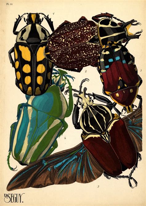 BibliOdyssey: Pochoir Insects