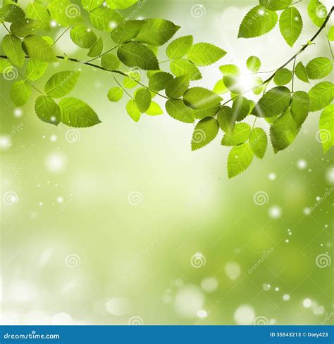 Natural Green Background with Selective Focus Stock Image - Image of color, branch: 35543213