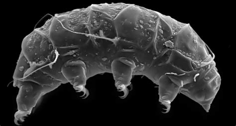 New water bear species found in Antarctica