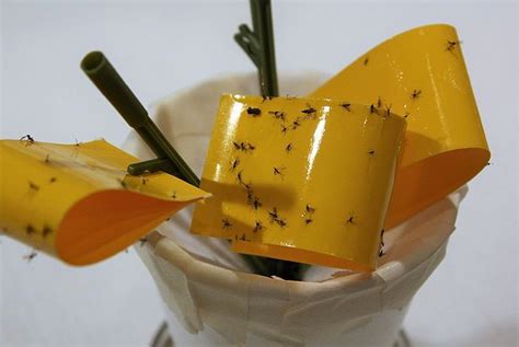 Got plant gnats? There's hope read more here: http://www.quaintrevival ...