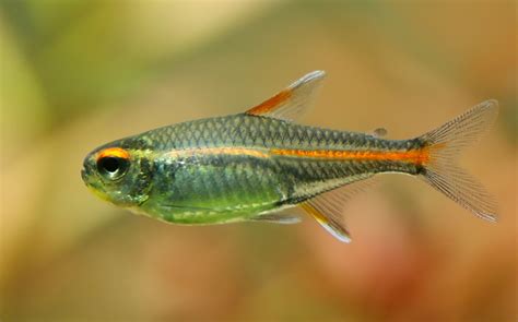 22 Small Aquarium Fish Breeds for Your Freshwater Tank