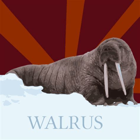 Walrus GIFs - Find & Share on GIPHY