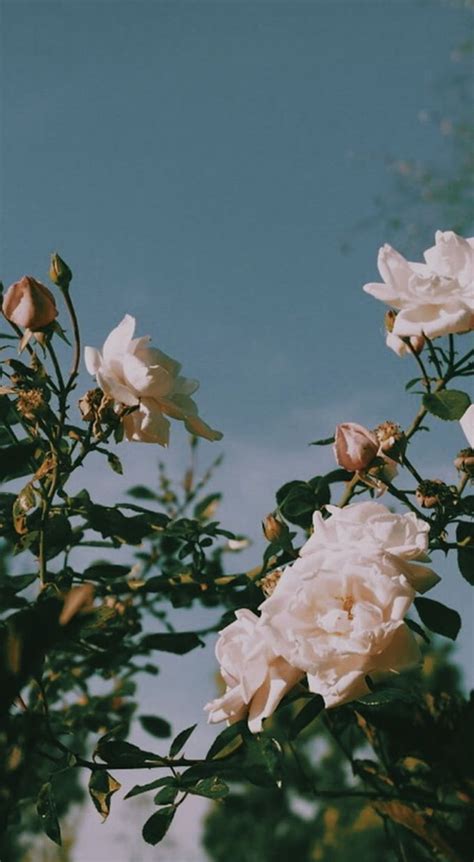 Vintage Flower Aesthetic, aesthetic vintage ipad plant HD phone wallpaper | Pxfuel