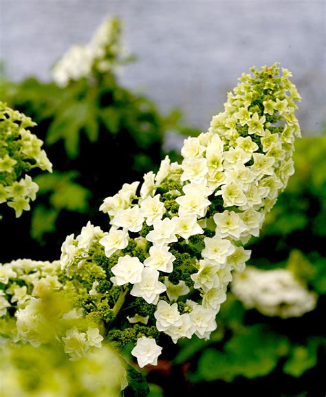 The 19 Best White Hydrangeas for Your Garden