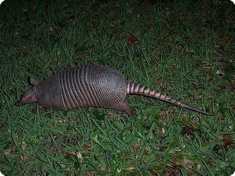 Armadillo Removal Tactics in Florida