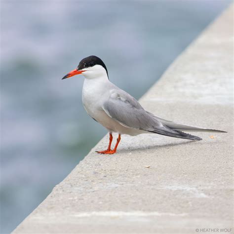 Birds of Brooklyn Bridge Park & Beyond!