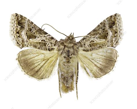 Owlet moth - Stock Image - C016/2296 - Science Photo Library