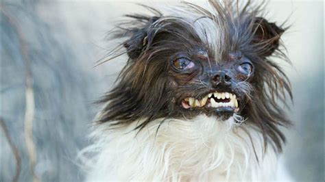 PHOTOS: Meet the 2014 World's Ugliest Dog contestants - ABC7 San Francisco