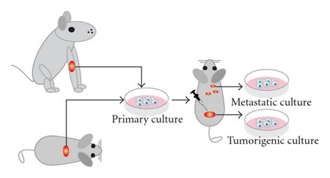 Top 169 + Animal cell culture diagram - Inoticia.net