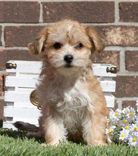 Schnoodle Puppies For Sale | Houston, TX #236387 | Petzlover