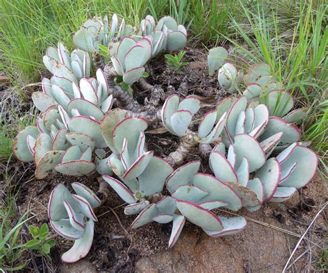 Cotyledon orbiculata var oblonga, | Medicinal plants, Plants, Container plants