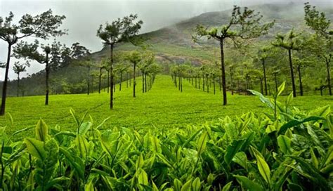 Tea Board of India Acts Tough On Sale of Inferior Tea - Sentinelassam