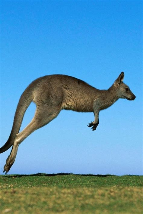 Yes it's a Kangaroo | Animals, Crocodile species, Marine mammals