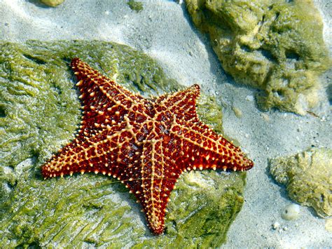 Underwater Starfish Photograph by Alex HERMAN - Pixels