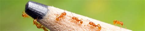 Electric-ant-Photo-Copyright-The-State-of-Queensland - Invasive Species Council